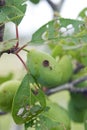 An insect damaged green prune fruit developing on a tree.