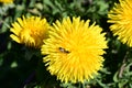 Insect on Dandelion - Taraxacum agg, Norfolk, England, UK