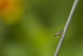 Insect detail in green blurs