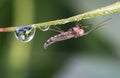 Insect with dew drops