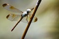 Insect - Dragonfly in Australia