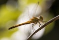 Insect dragonfly closeup in summer