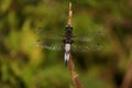 An insect the dragonfly - Front view Royalty Free Stock Photo