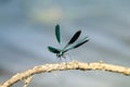 Insect dragonfly green iridescent beauty sitting on a tree branch