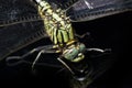 Dragonfly macro isolated on black background Royalty Free Stock Photo