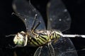 Dragonfly macro isolated on black background Royalty Free Stock Photo