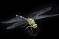 Dragonfly macro isolated on black background Royalty Free Stock Photo