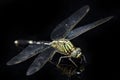 Dragonfly macro isolated on black background Royalty Free Stock Photo