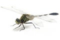 Dragonfly macro isolated on white background Royalty Free Stock Photo