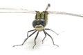 Dragonfly macro isolated on white background Royalty Free Stock Photo