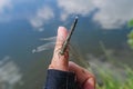 Insect dragonfly sits on a man finger near water in nature Royalty Free Stock Photo