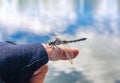 Insect dragonfly sits on a man finger near water in nature Royalty Free Stock Photo