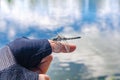 Insect dragonfly sits on a man finger near water in nature Royalty Free Stock Photo