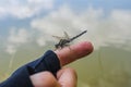 Insect dragonfly sits on a man finger near water in nature Royalty Free Stock Photo