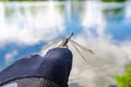 Insect dragonfly sits on a man finger near water in nature Royalty Free Stock Photo