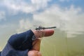 Insect dragonfly sits on a man finger near water in nature Royalty Free Stock Photo