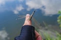 Insect dragonfly sits on a man finger near water in nature Royalty Free Stock Photo