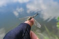 Insect dragonfly sits on a man finger near water in nature Royalty Free Stock Photo