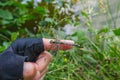 Insect dragonfly sits on a man finger near water in nature Royalty Free Stock Photo