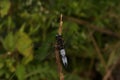 An insect the dragonfly in the sun - Front view Royalty Free Stock Photo