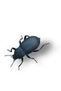 Insect dung beetle