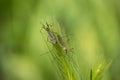 Insect on Ear Royalty Free Stock Photo