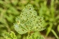 Insect eaten leaf