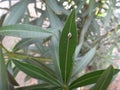 Insect ecdysis on oleander leaf Royalty Free Stock Photo