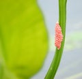 Insect eggs Royalty Free Stock Photo