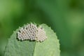 Insect eggs Royalty Free Stock Photo