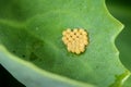 Insect eggs Royalty Free Stock Photo