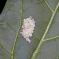 Insect eggs on back of green leaf Royalty Free Stock Photo