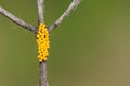 Insect eggs Royalty Free Stock Photo