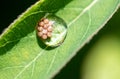 Insect eggs in a drop of water on a green leaf. Macro Royalty Free Stock Photo