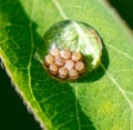 Insect eggs in a drop of water on a green leaf. Macro Royalty Free Stock Photo