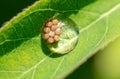 Insect eggs in a drop of water on a green leaf. Macro Royalty Free Stock Photo