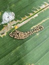 Insect Eggs on Green Leaf Royalty Free Stock Photo