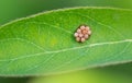 Insect eggs on a green leaf. Macro Royalty Free Stock Photo