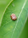 Insect eggs on a green leaf. Macro Royalty Free Stock Photo