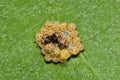 Insect eggs hatching on a leaf.