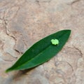 Insect eggs on leaf