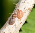 Insect eggs on a tree branch. close-up Royalty Free Stock Photo