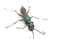 Emerald cockroach wasp isolated on white Royalty Free Stock Photo