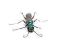 Emerald cockroach wasp isolated on white Royalty Free Stock Photo