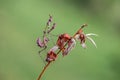 insect Empusa pennata on a dry sprig waiting for prey in the meadow