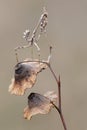 insect Empusa pennata on a dry twig waiting for prey in the meadow Royalty Free Stock Photo