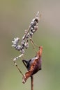 insect Empusa pennata on a dry twig waiting for prey in the meadow Royalty Free Stock Photo