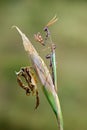 insect Empusa pennata on a dry twig waiting for prey in the meadow under the rays of the morning Royalty Free Stock Photo