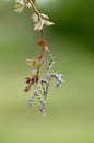 insect Empusa pennata on a sprig waiting for prey in the meadow