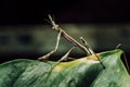 Insect of the Empusidae family characterized by its stick-like appearance Royalty Free Stock Photo